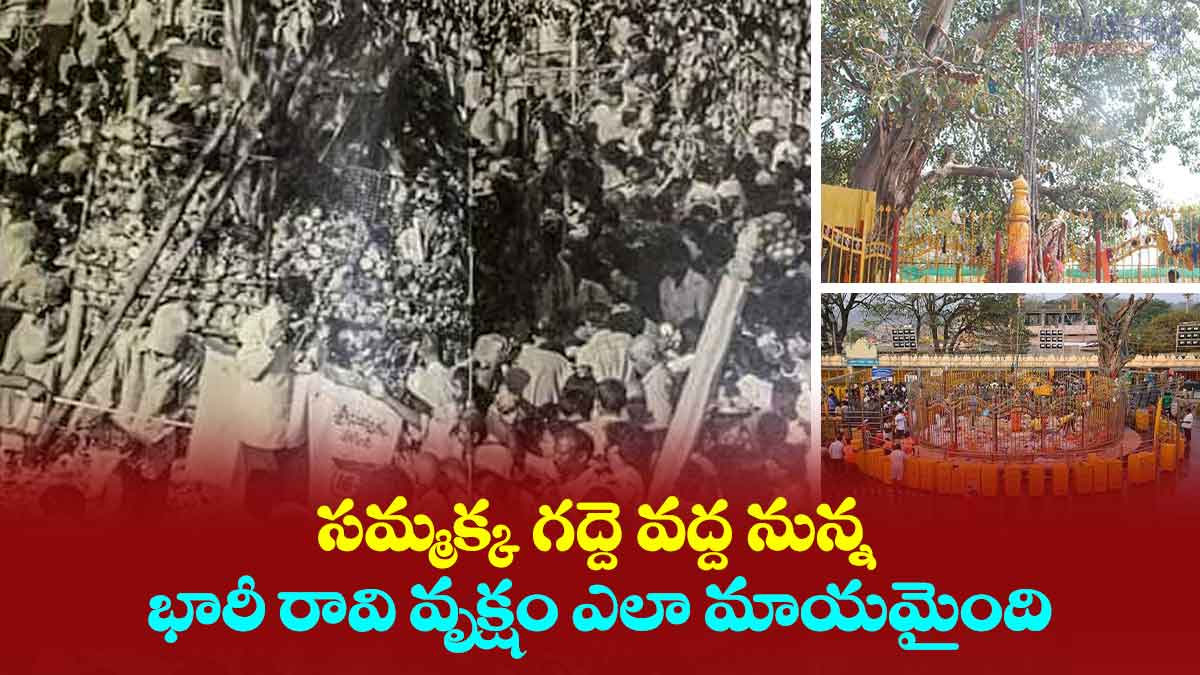 సమ్మక్క గద్దె వద్ద నున్న భారీ రావి వృక్షం ఎలా మాయమైంది